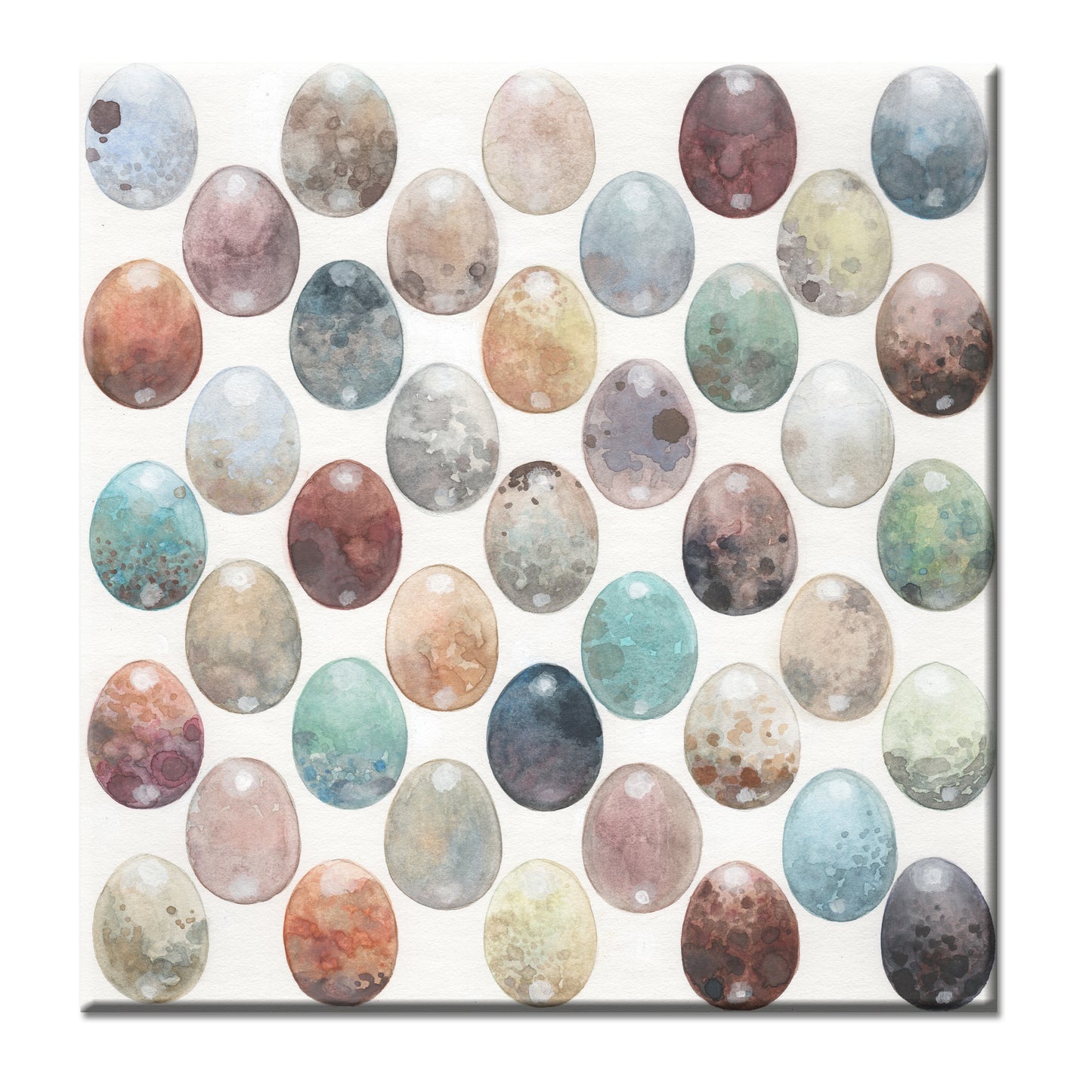 BIRD’S EGG STUDY