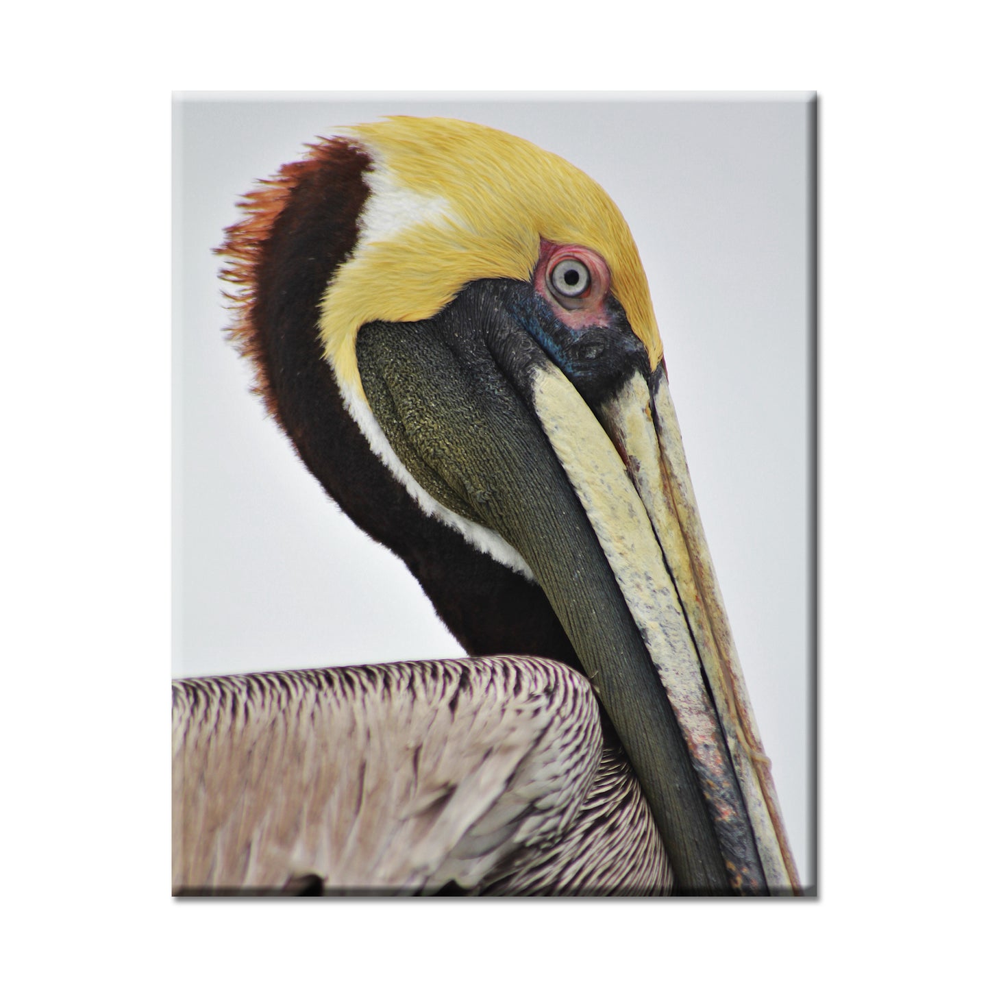 BROWN PELICAN