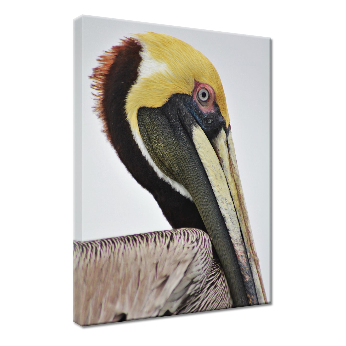 BROWN PELICAN