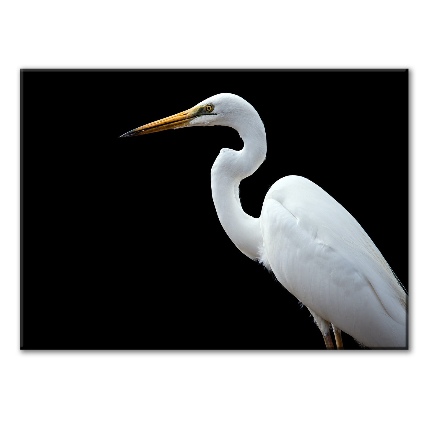 EGRET PORTRAIT