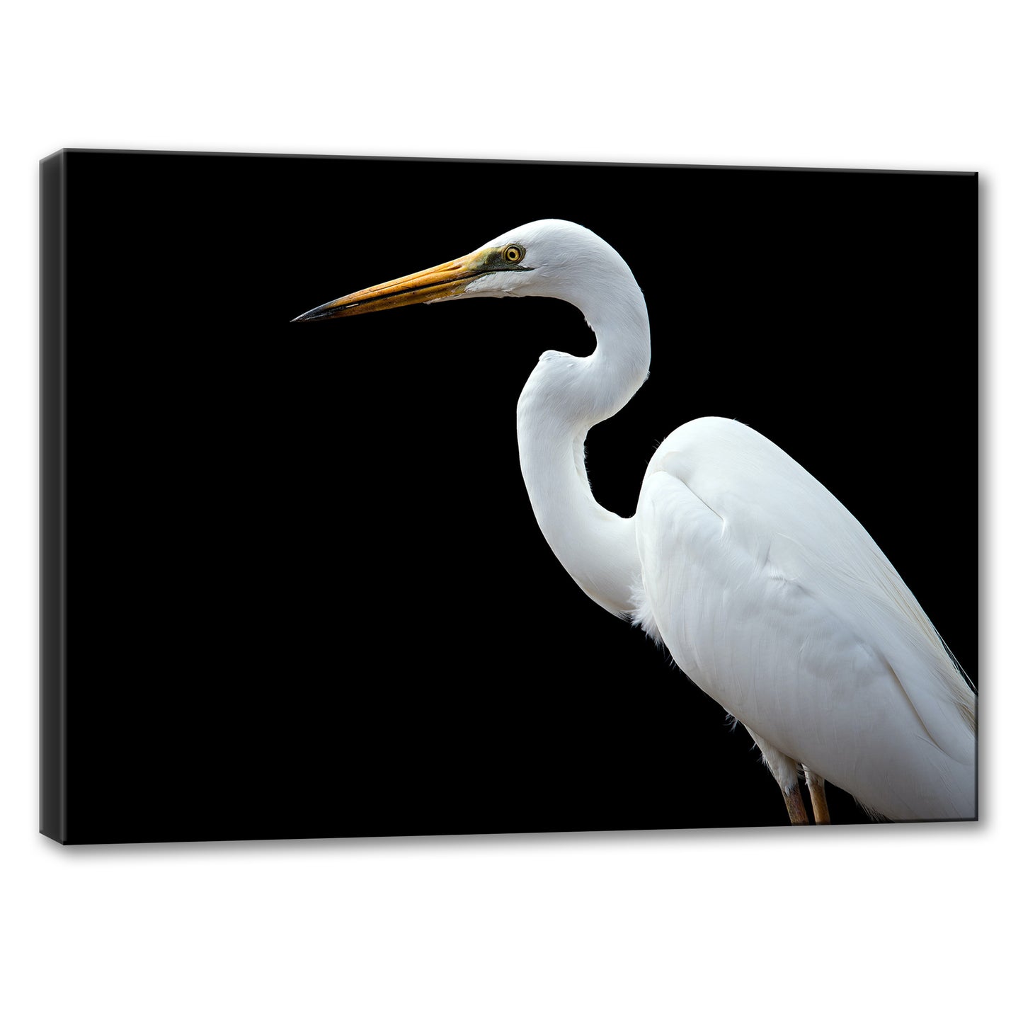 EGRET PORTRAIT