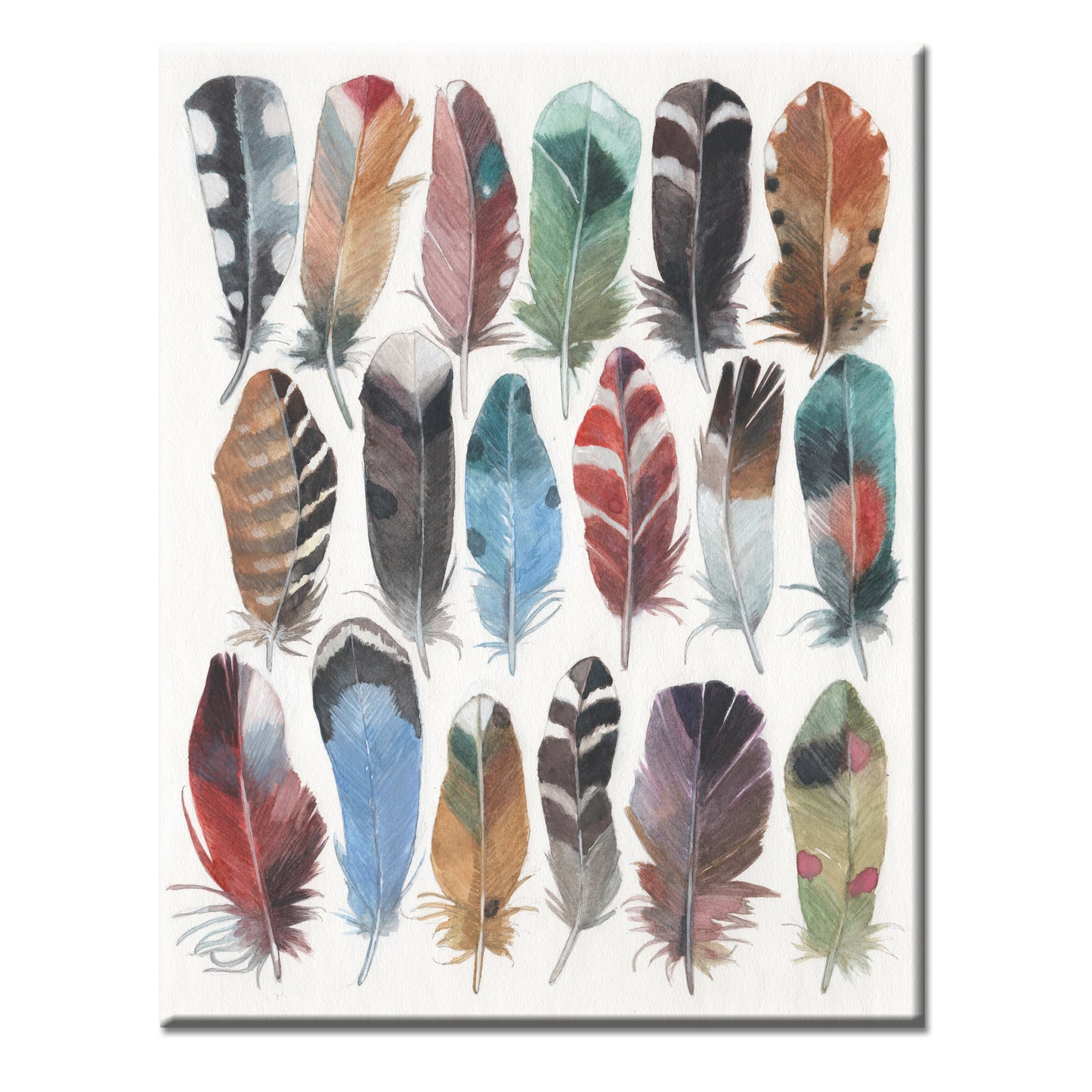 FEATHER STUDY