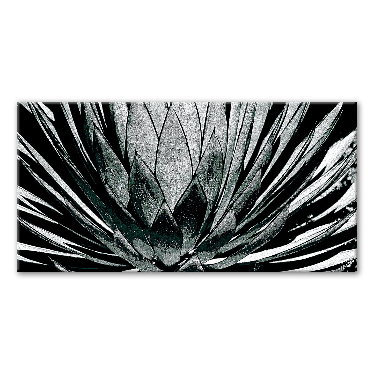 GRAPHIC AGAVE