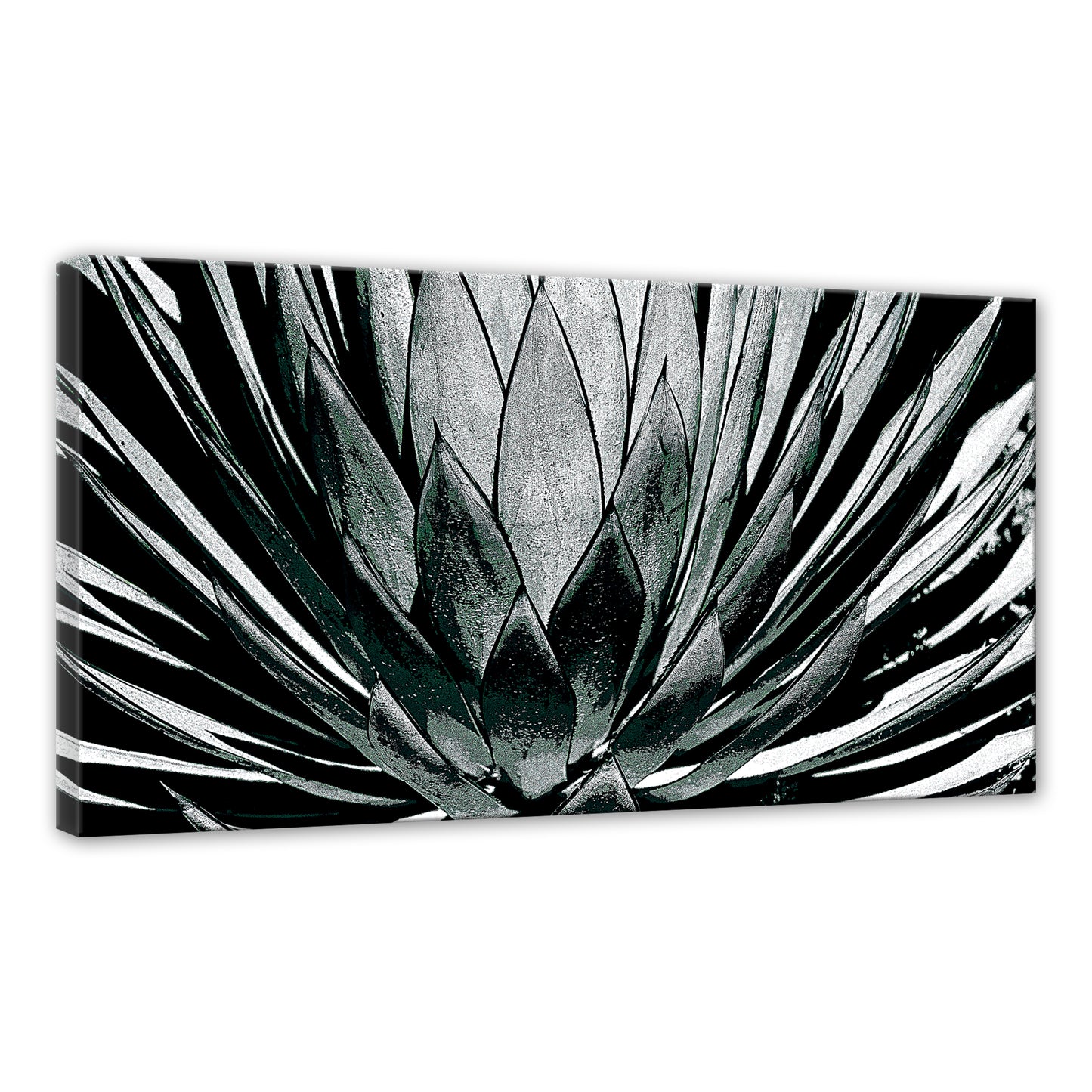 GRAPHIC AGAVE