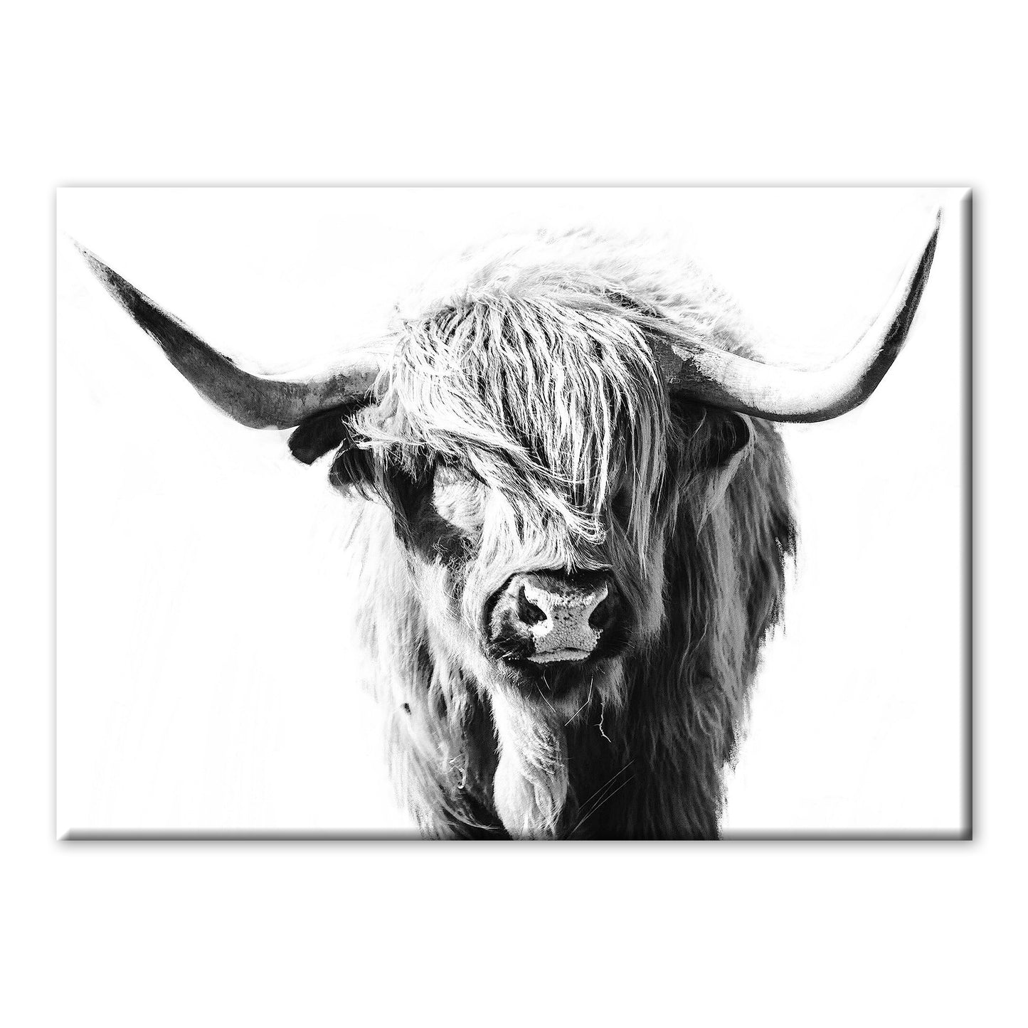 HIGHLAND COW