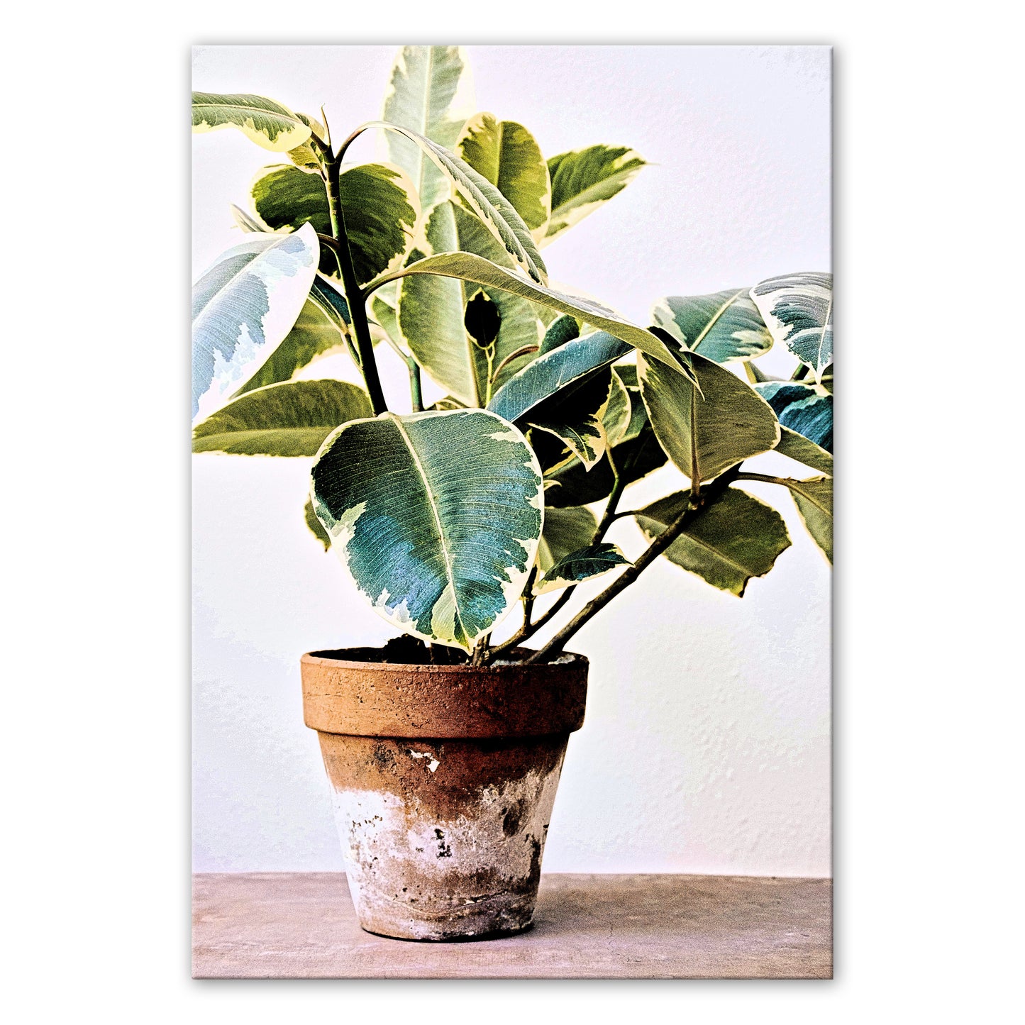 HOUSEPLANT