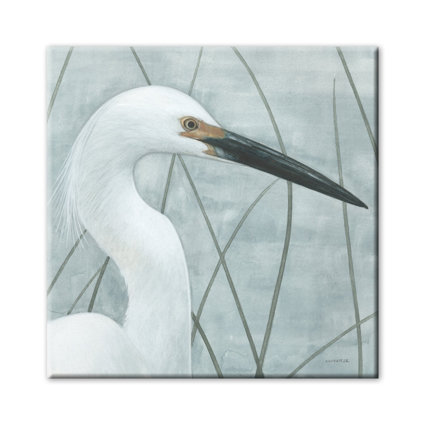 MARSH GRASS EGRET