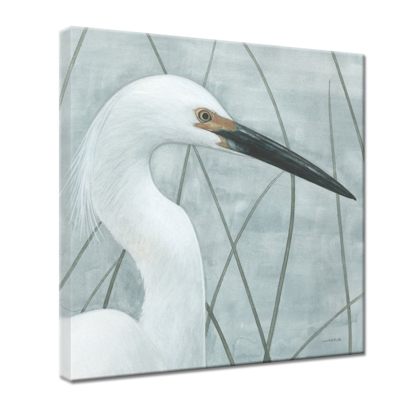 MARSH GRASS EGRET