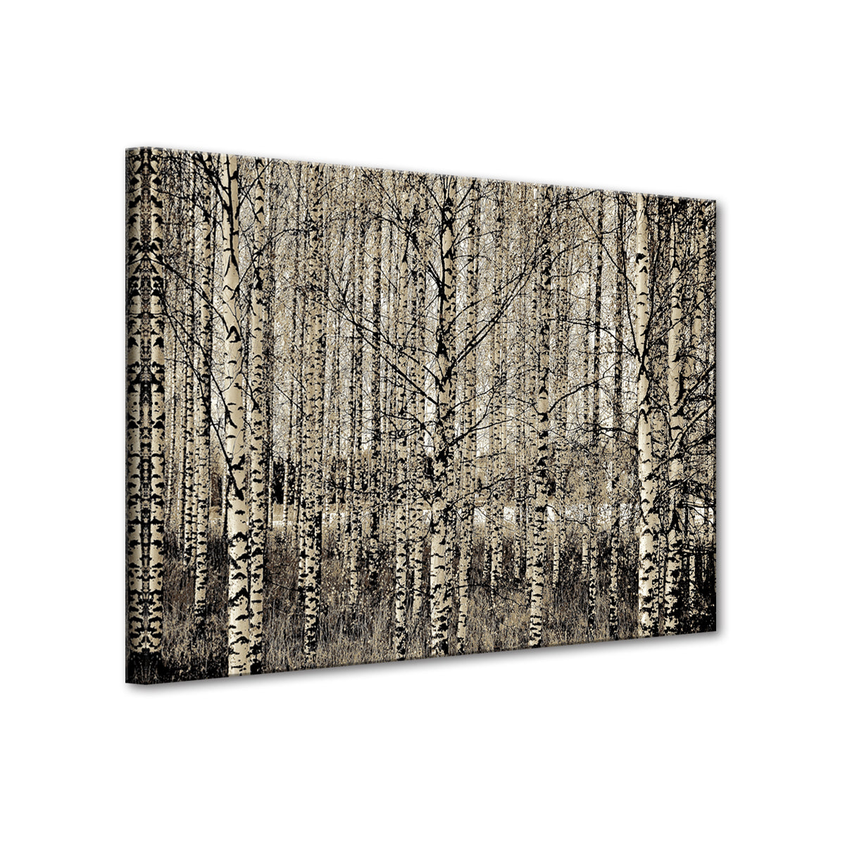 GRAPHIC BIRCH FOREST