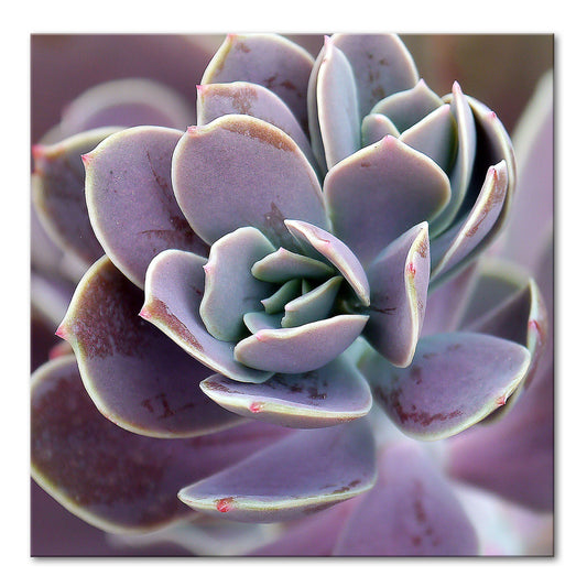 ROYAL SUCCULENT