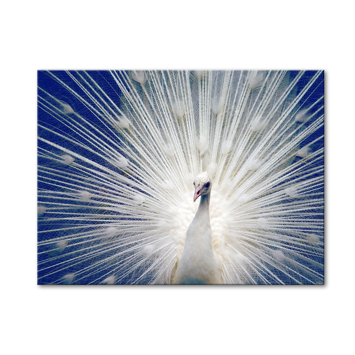 WHITE PEACOCK BLUE