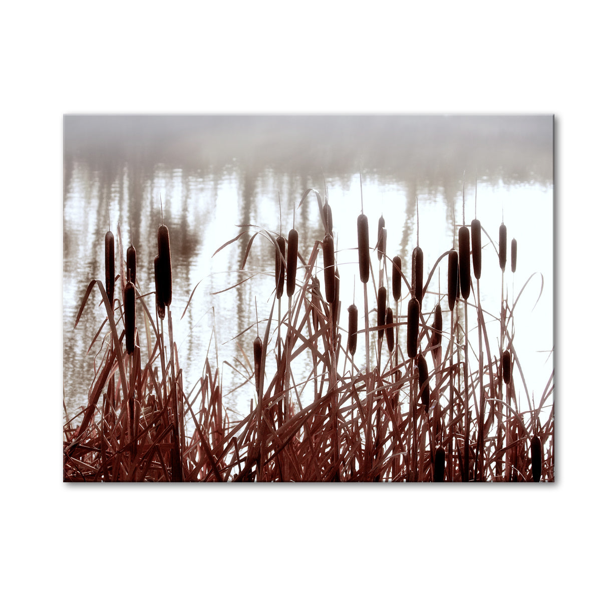 EVENING CATTAILS