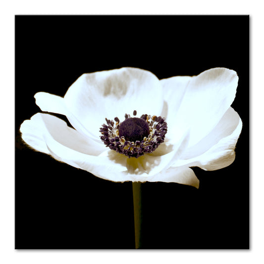 MINIMAL POPPY