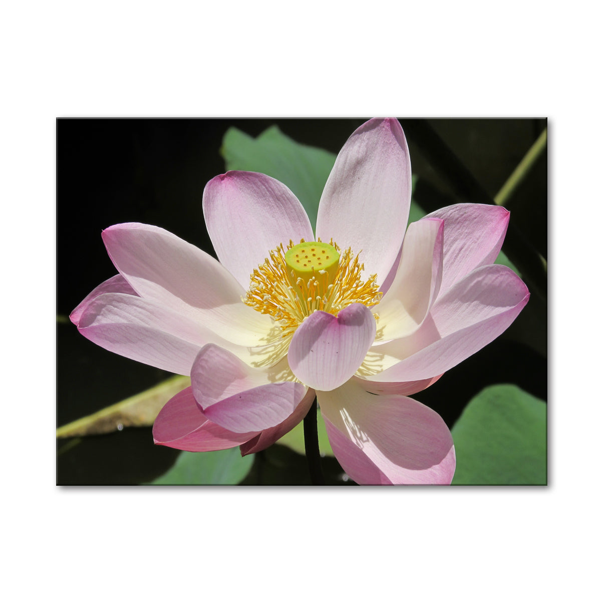 LOTUS BLOSSOM