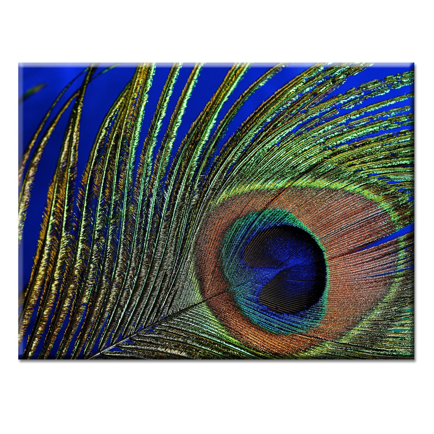 Peacock Feather Blue