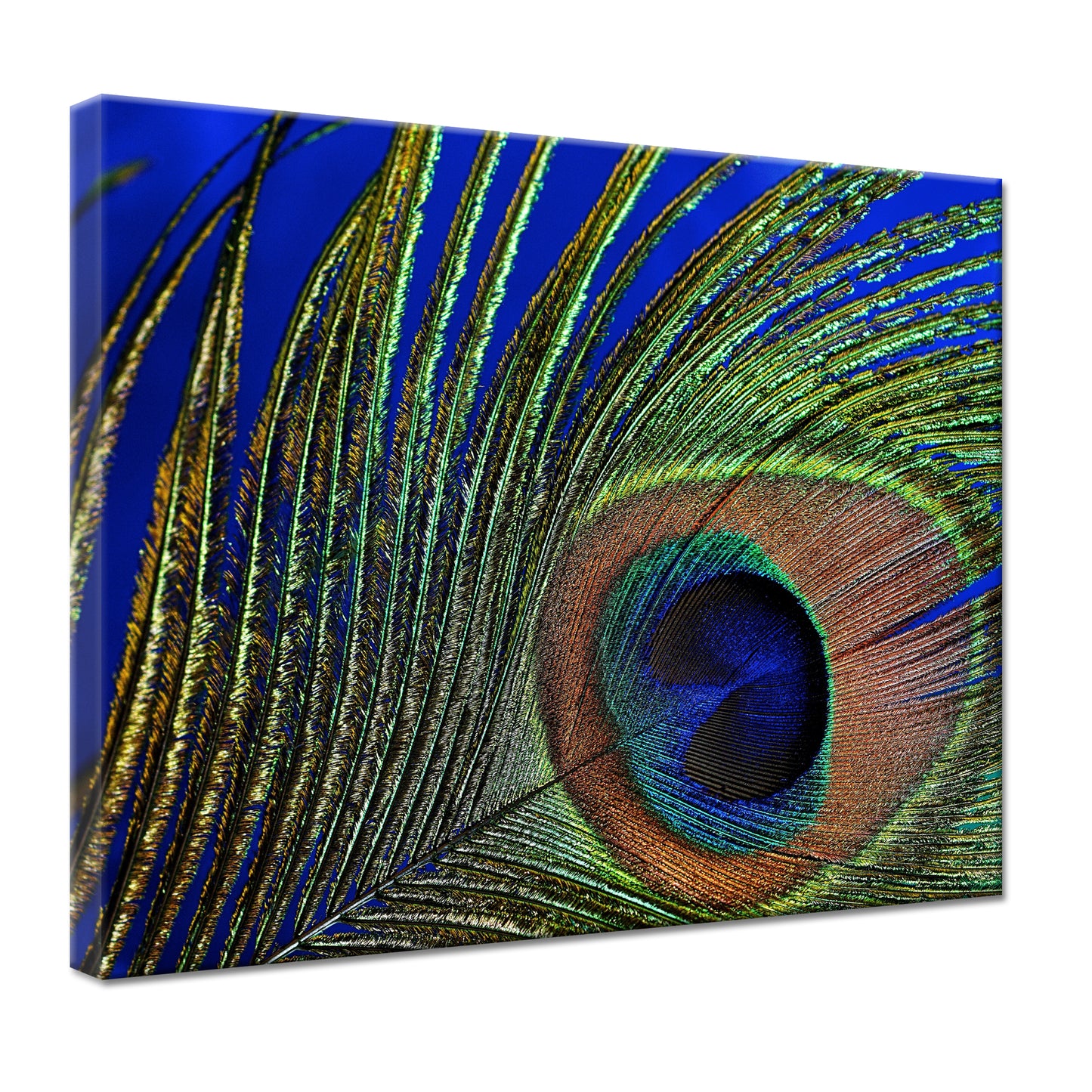 Peacock Feather Blue