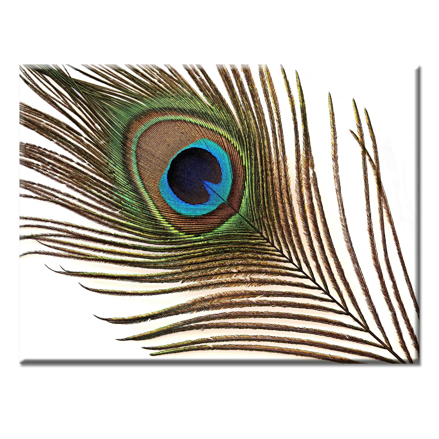 Peacock Feather