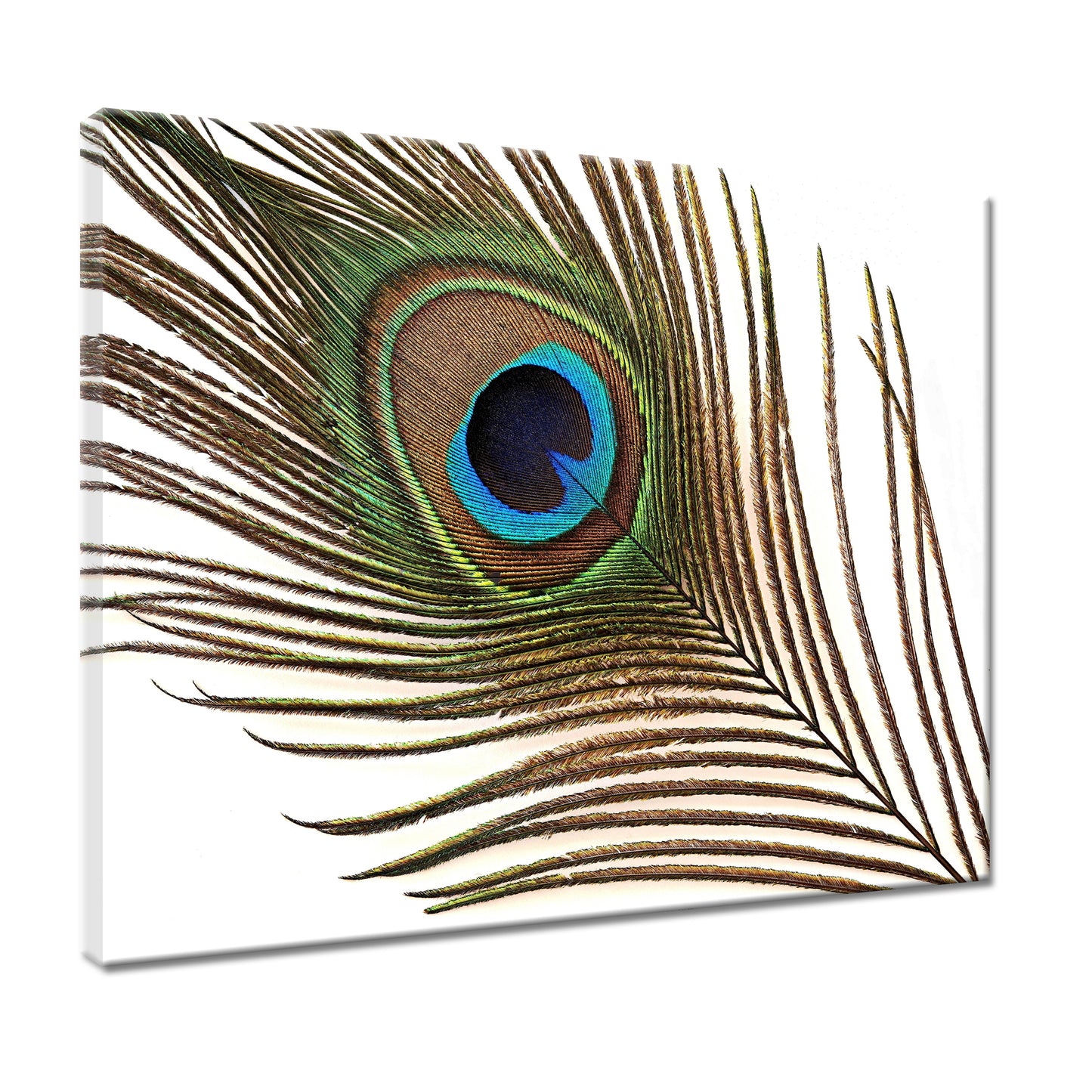 Peacock Feather