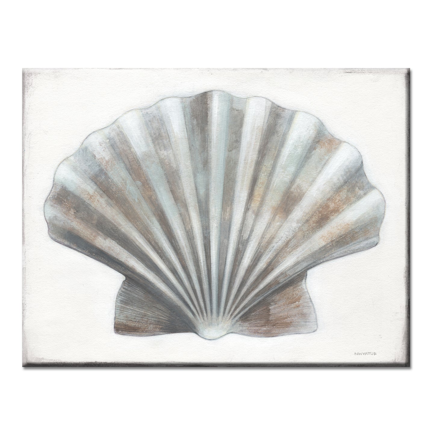 Scallop Shell