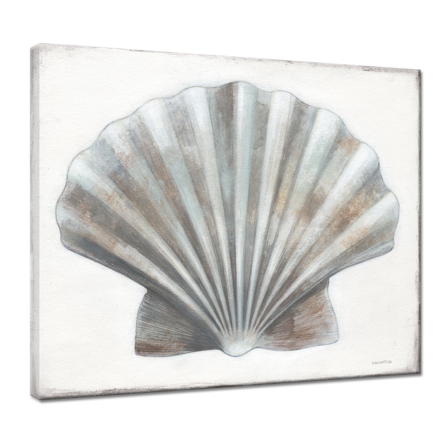 Scallop Shell