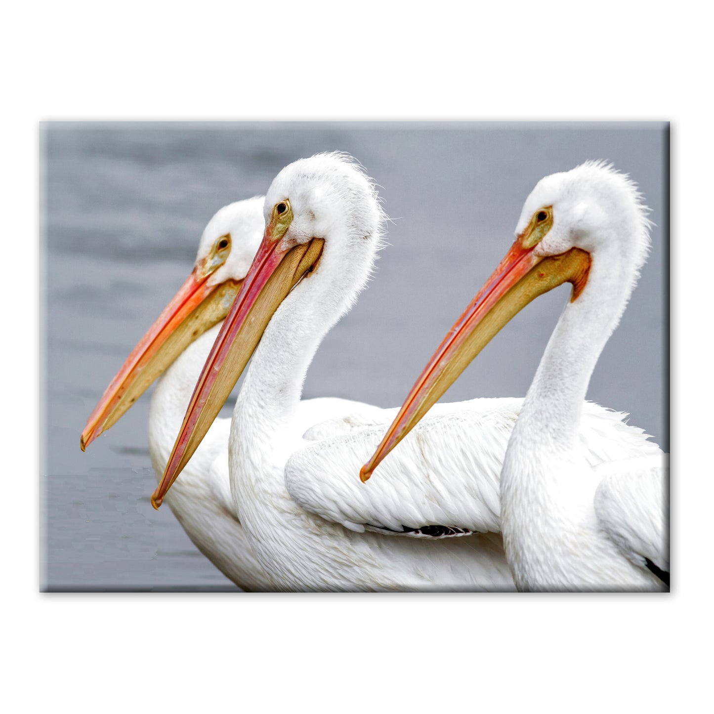 THREE PELICANS