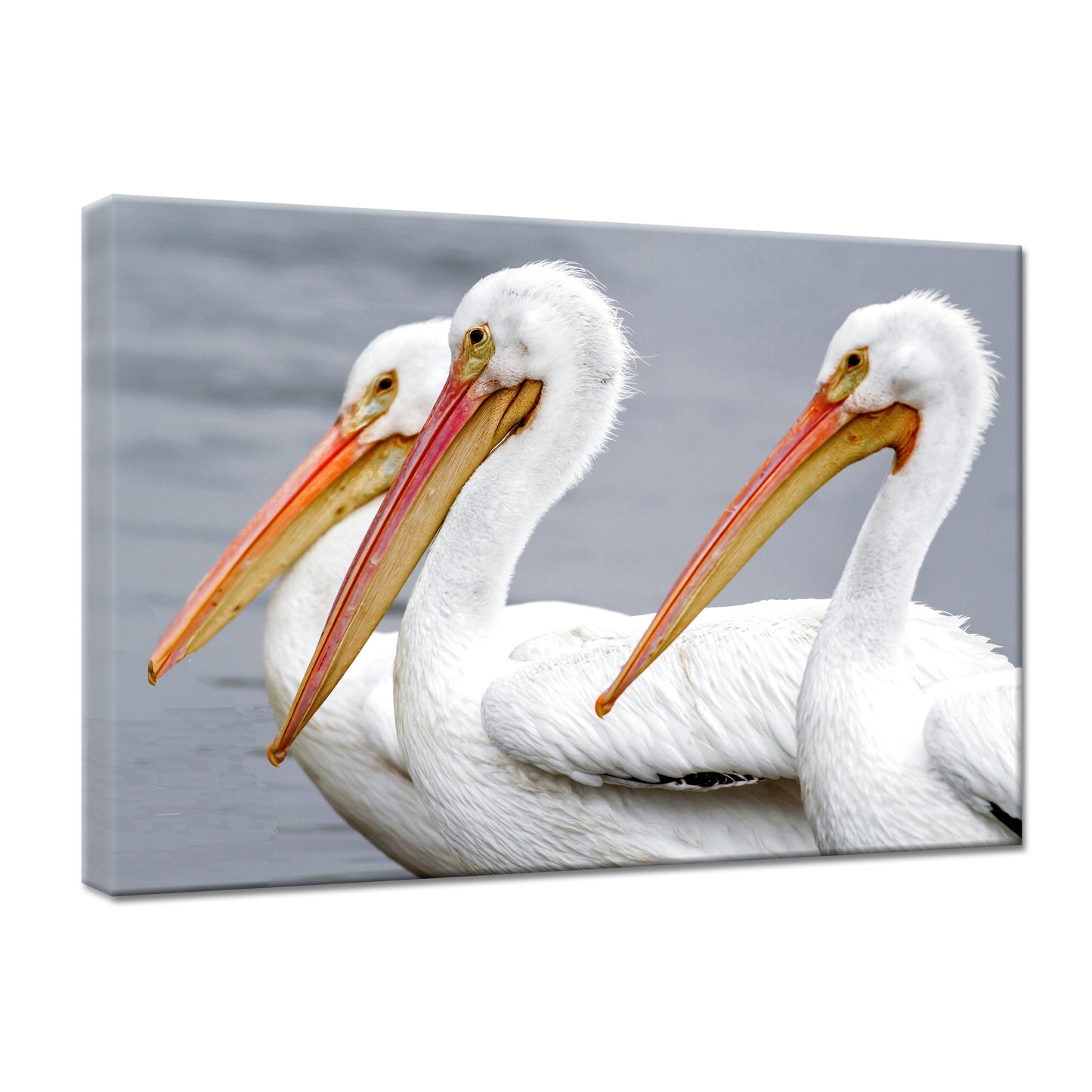 THREE PELICANS