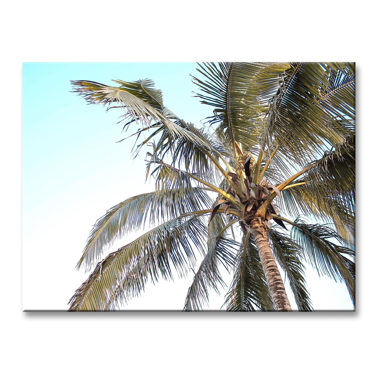 TROPICAL PALM