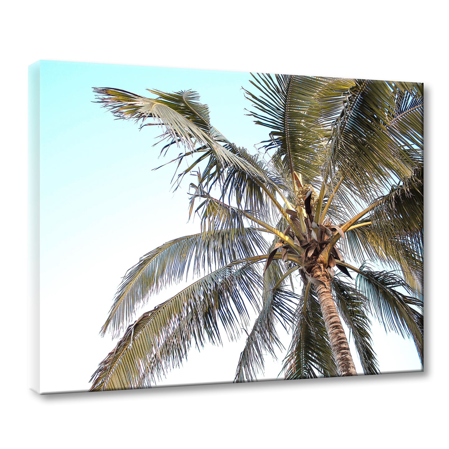 TROPICAL PALM